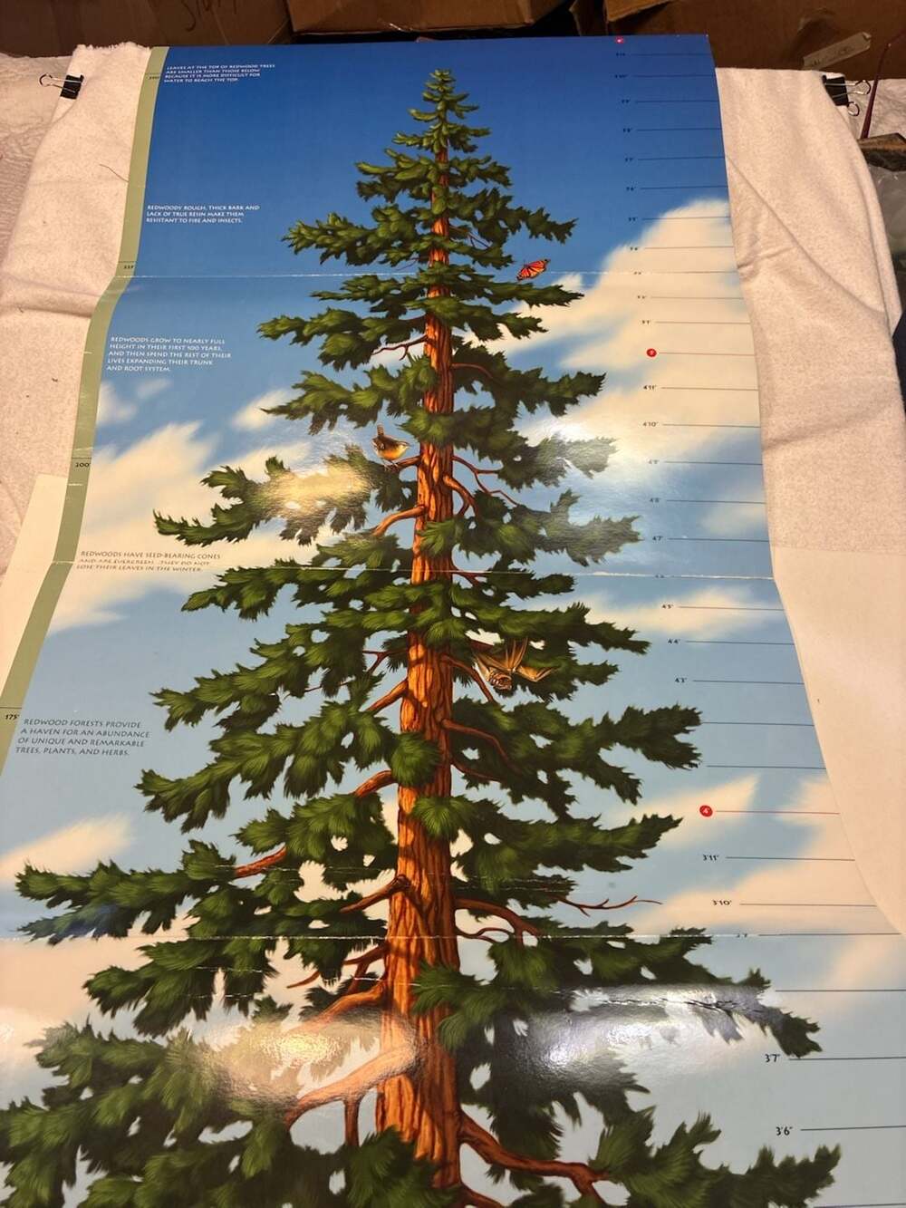 Tallest Tree Growth Chart Educational Wall Poster
